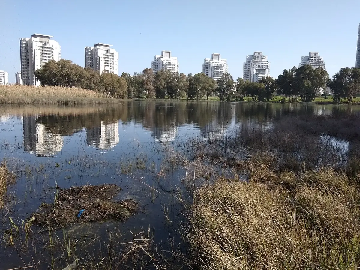 The Winter Pond in Netanya seen from the north, January 2019